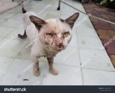 stock-photo-dirty-cat-poor-street-cat-1436915723.jpg