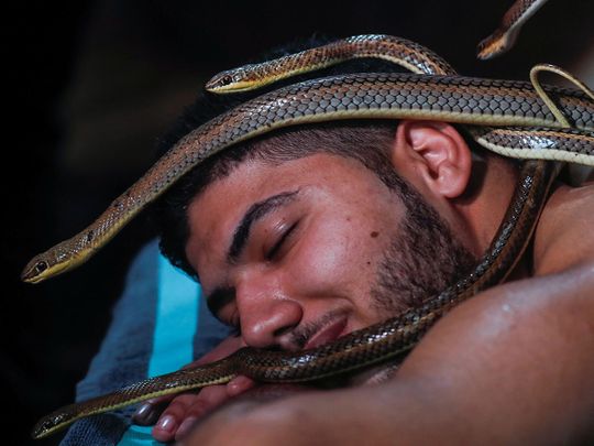Egypt-snake-massage_176c300c26f_medium.jpg