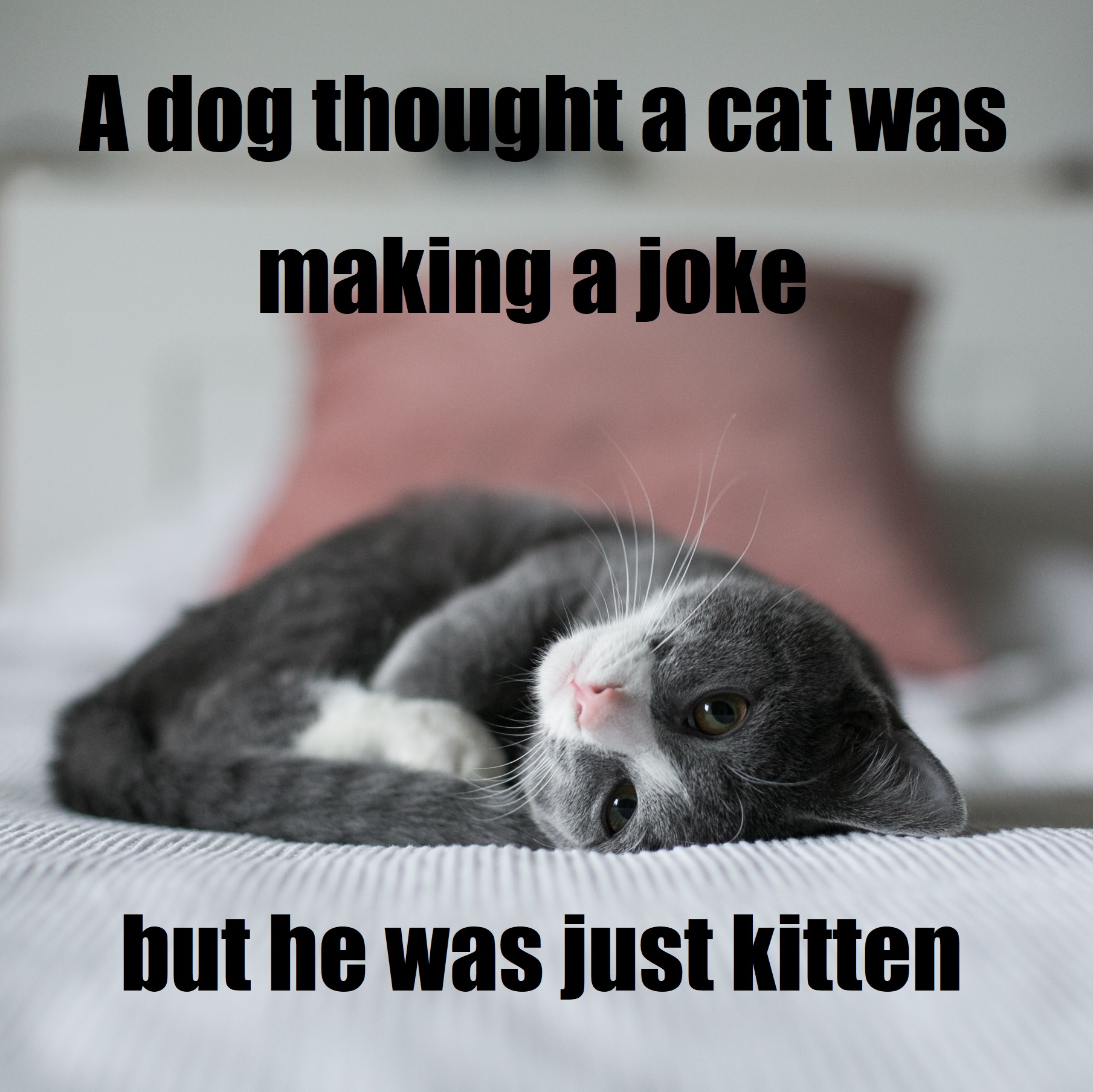 Cat was making a joke